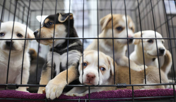 Puppies delivery